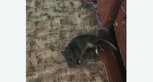Дезинфекция от мышей в Гаджиево