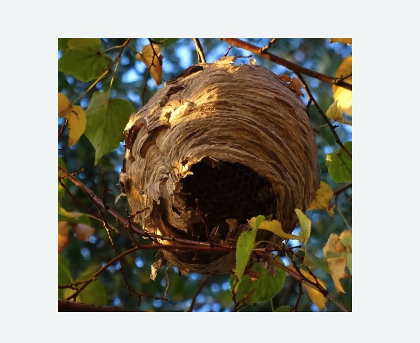 Обработка от шершней в Гаджиево