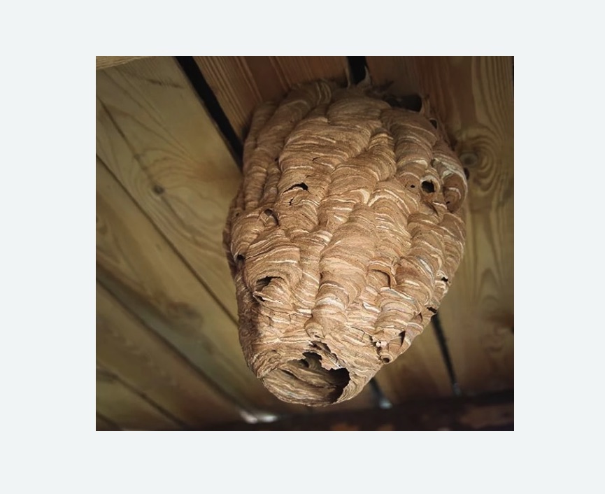 обработка от шершней в Гаджиево