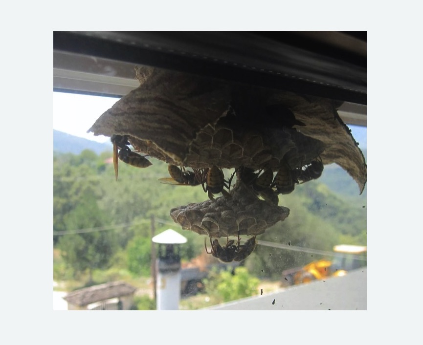 Уничтожение гнёзд шершней в Гаджиево