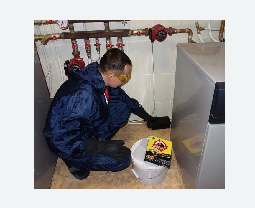 Уничтожение крыс в Гаджиево